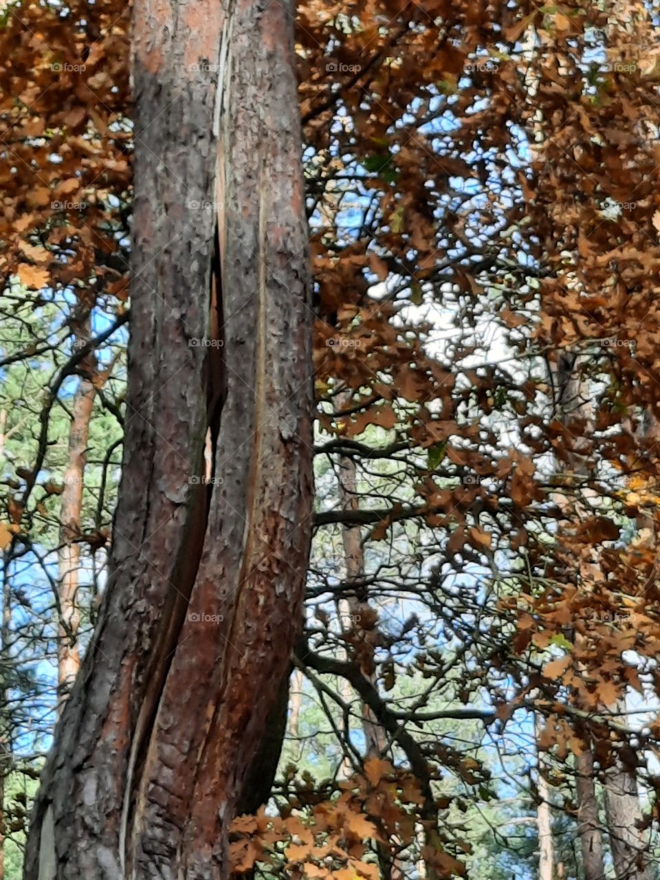 cracked tree trunk in the forest