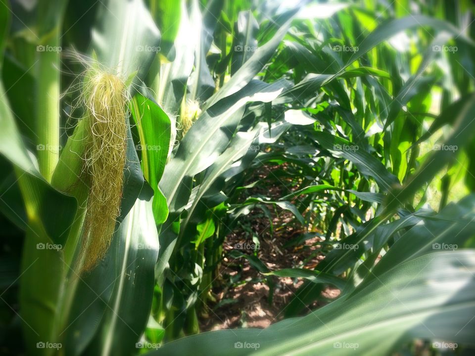 Field Corn