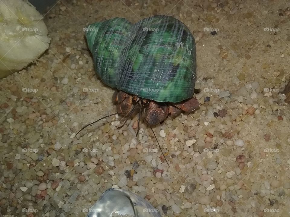 moving day for hermiecrab