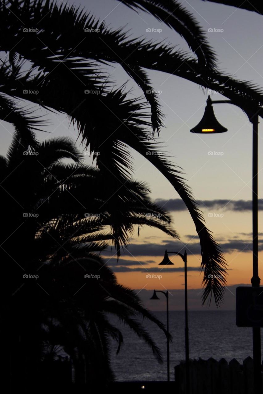 Close up of palm leaves at a colorful sunrise between street lights in a row 