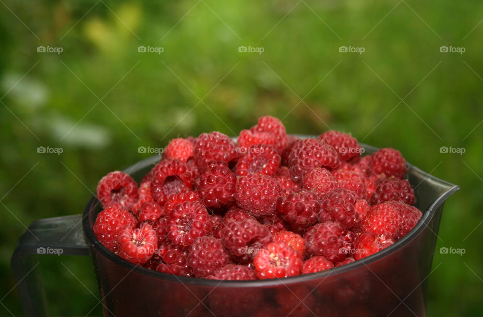 Freshly picked raspberries