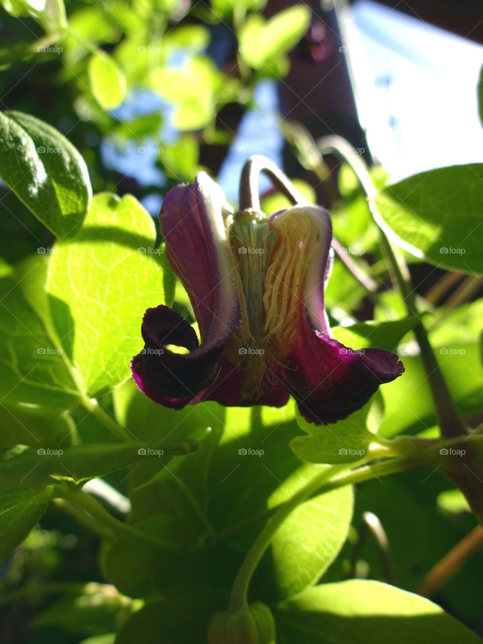 Anatomy of Leather Flower Clematis