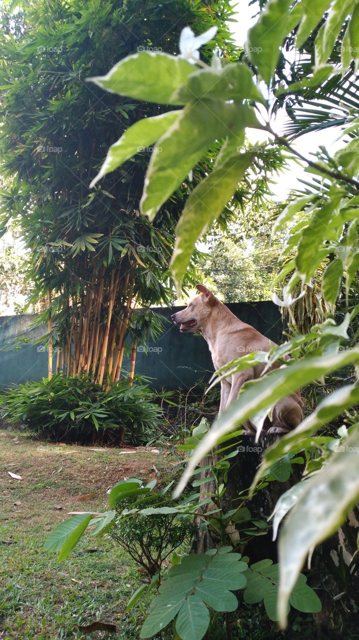 A beautiful angle I captured my pet dog when it's sitting on a bench in my garden with a beautiful background.The dog is sitting on the bench very nice.