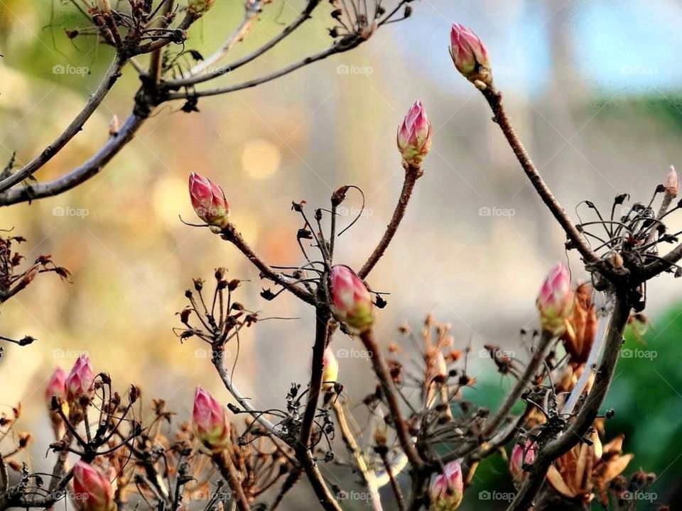 Bush with pink buds and a golden background