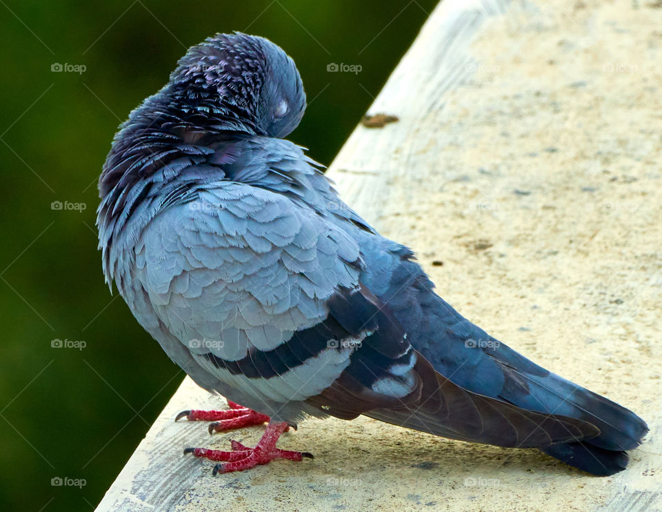 Bird photography  - Dove  - Perching