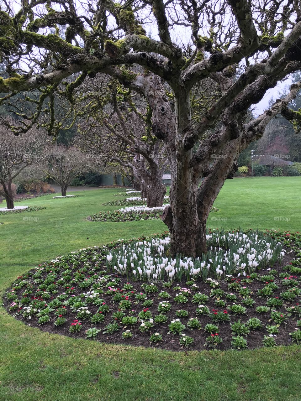 Trees and flowers