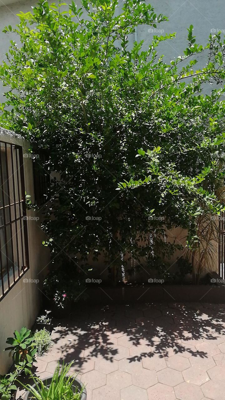 Lemon tree
