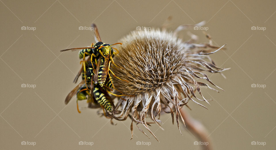 High angle view of insect with flower