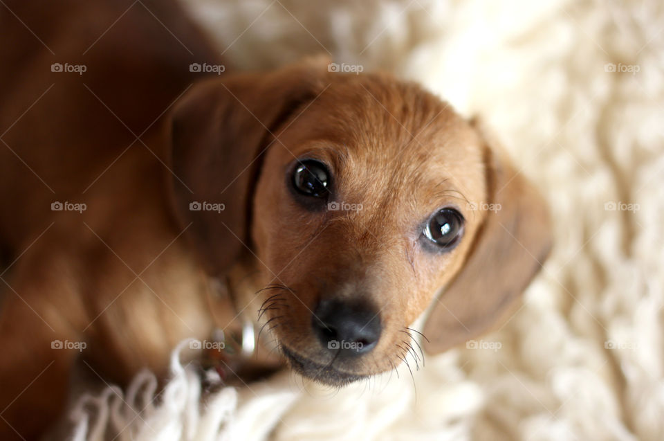 Cozy home with my puppy 1