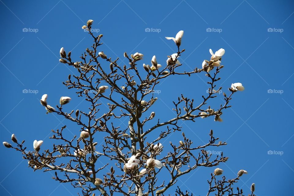 Japanese magnolia 
Magnolia Kobus