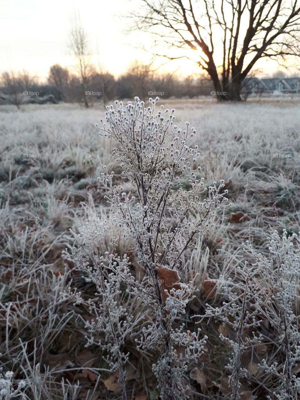 morning ground frost