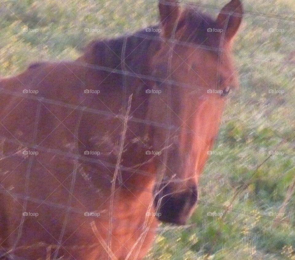 Caballo del amanecer