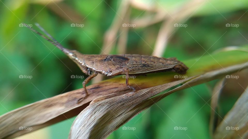 This little grasshopper lands on the tip of the leaf