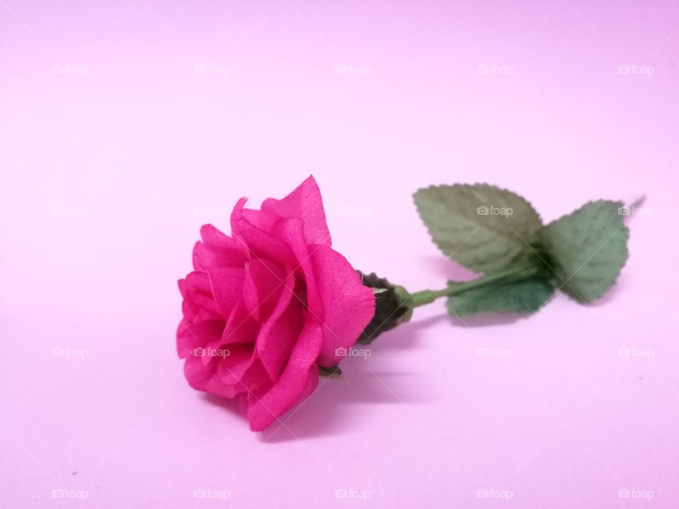 pink rose