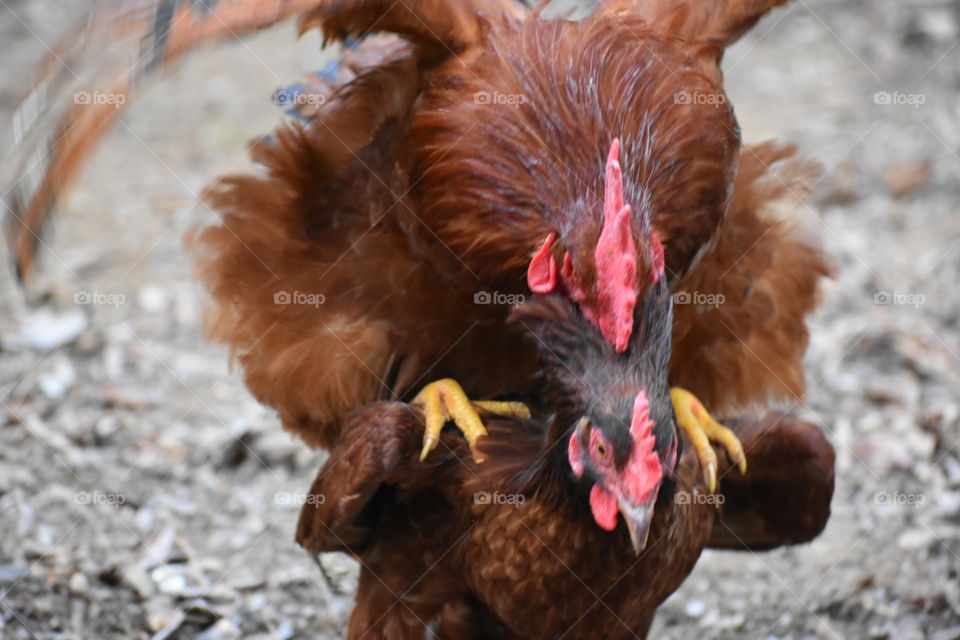 Rooster & Hen