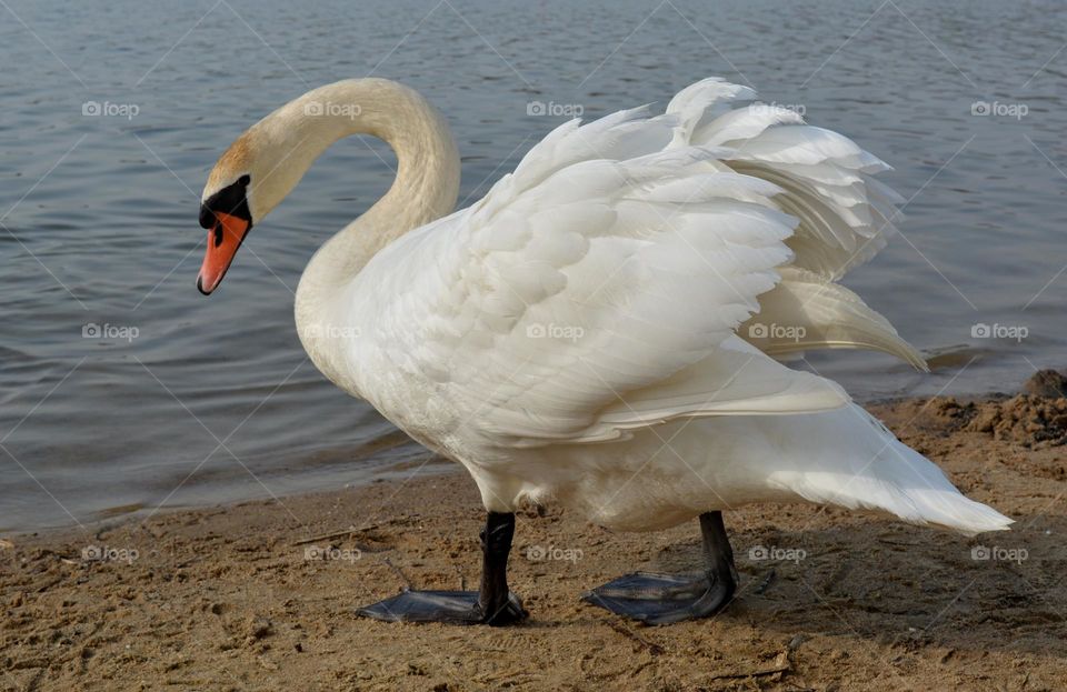 urban bird swan on a city lake