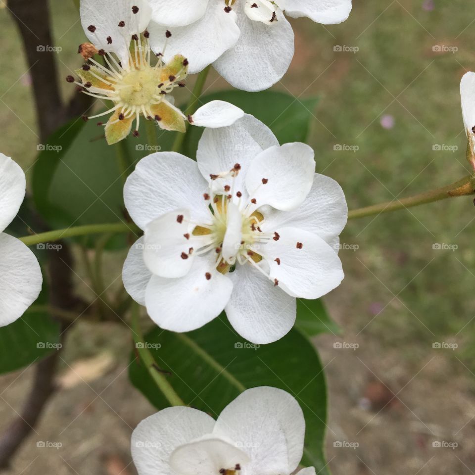 Flores maravilhosas da figueira. Quem aqui gosta de Figo? Hum... fruta deliciosa!