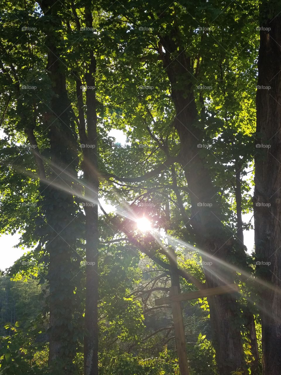 sunburst through trees