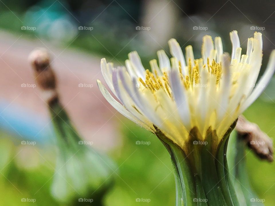 Dandelion flower, blooming