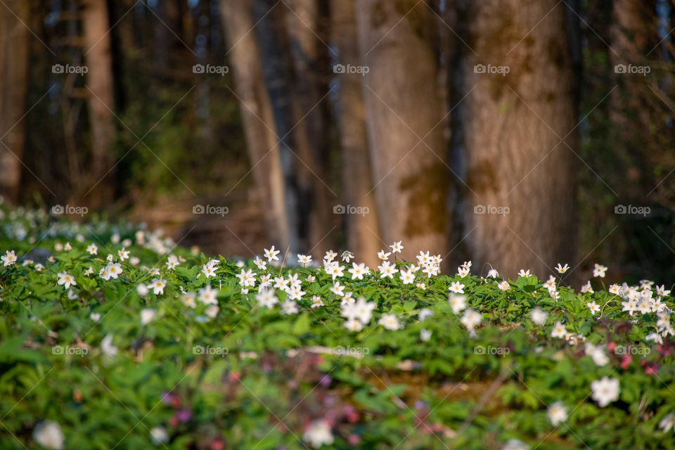 Lots of White Forest Flowers in Spring