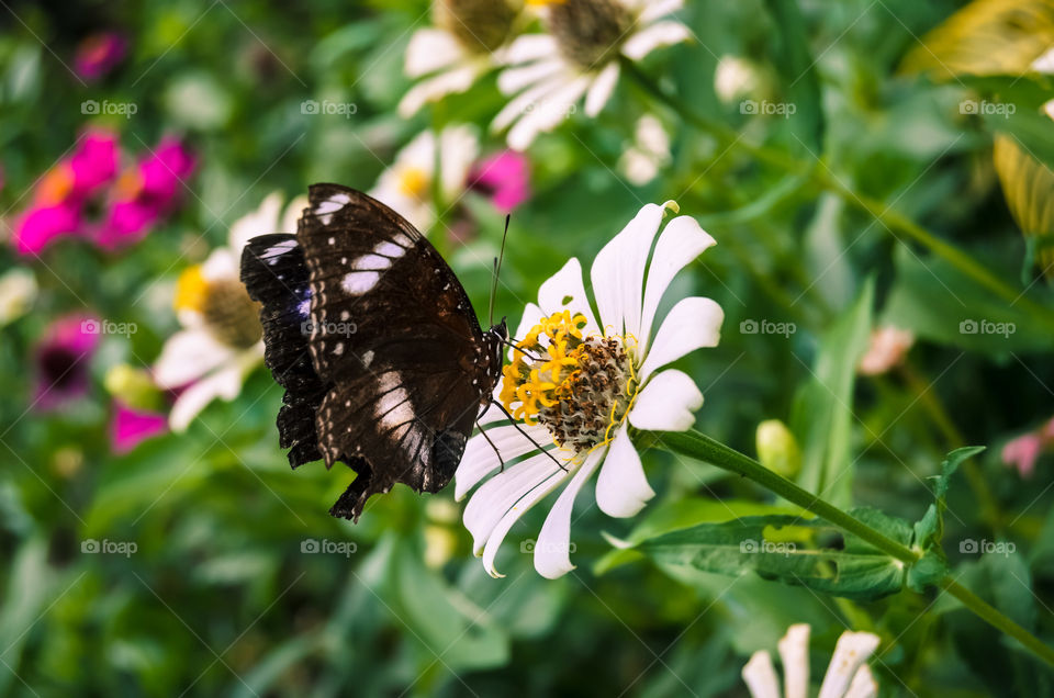 beautiful butterflies above flowers
