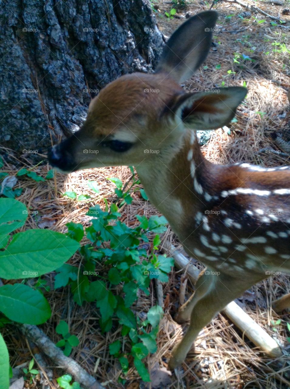 Baby fawn
