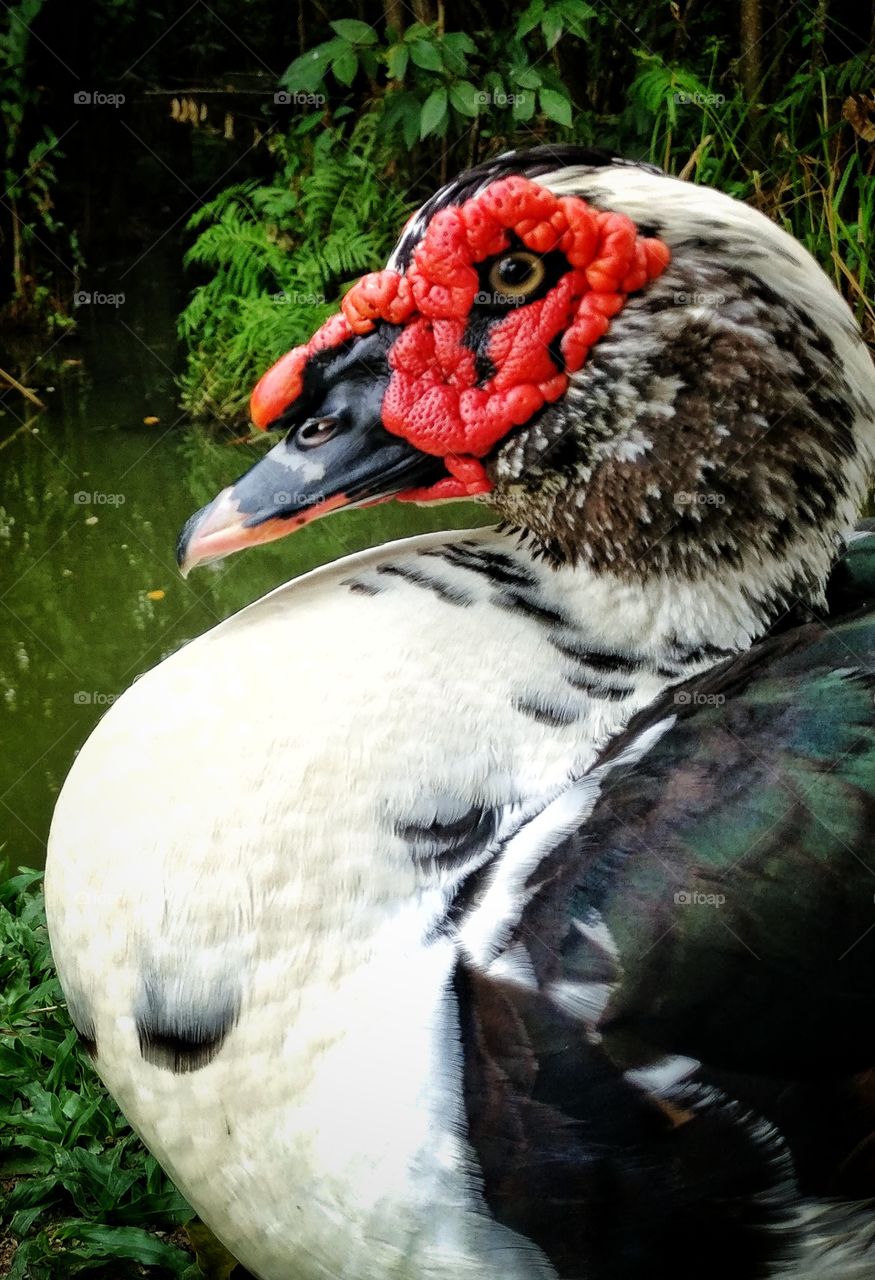 Duck, Close, Red, eye, water