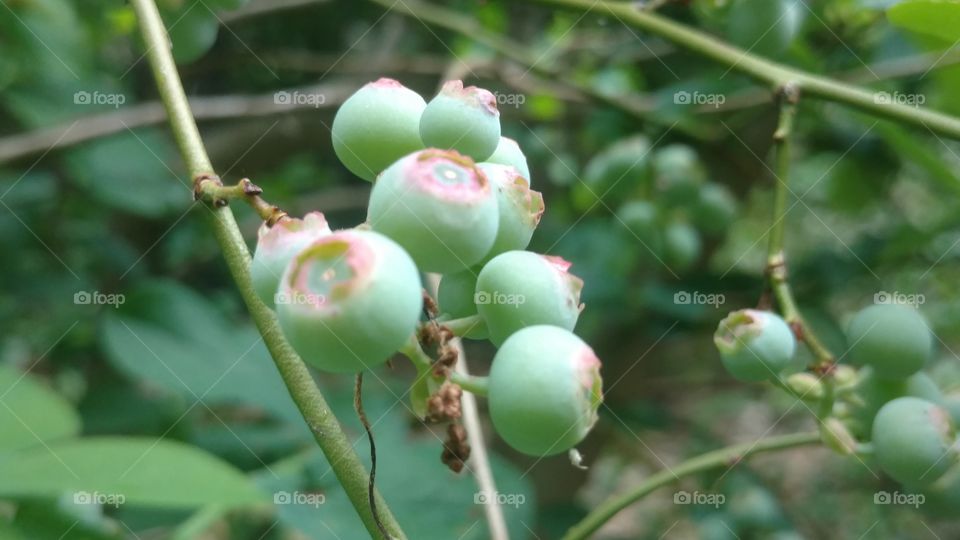 Nature, No Person, Leaf, Fruit, Food