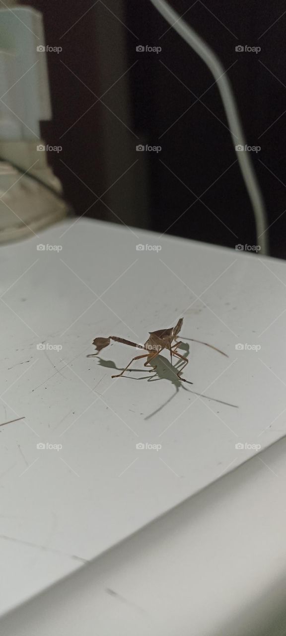 Nocturnal insect attracted to light