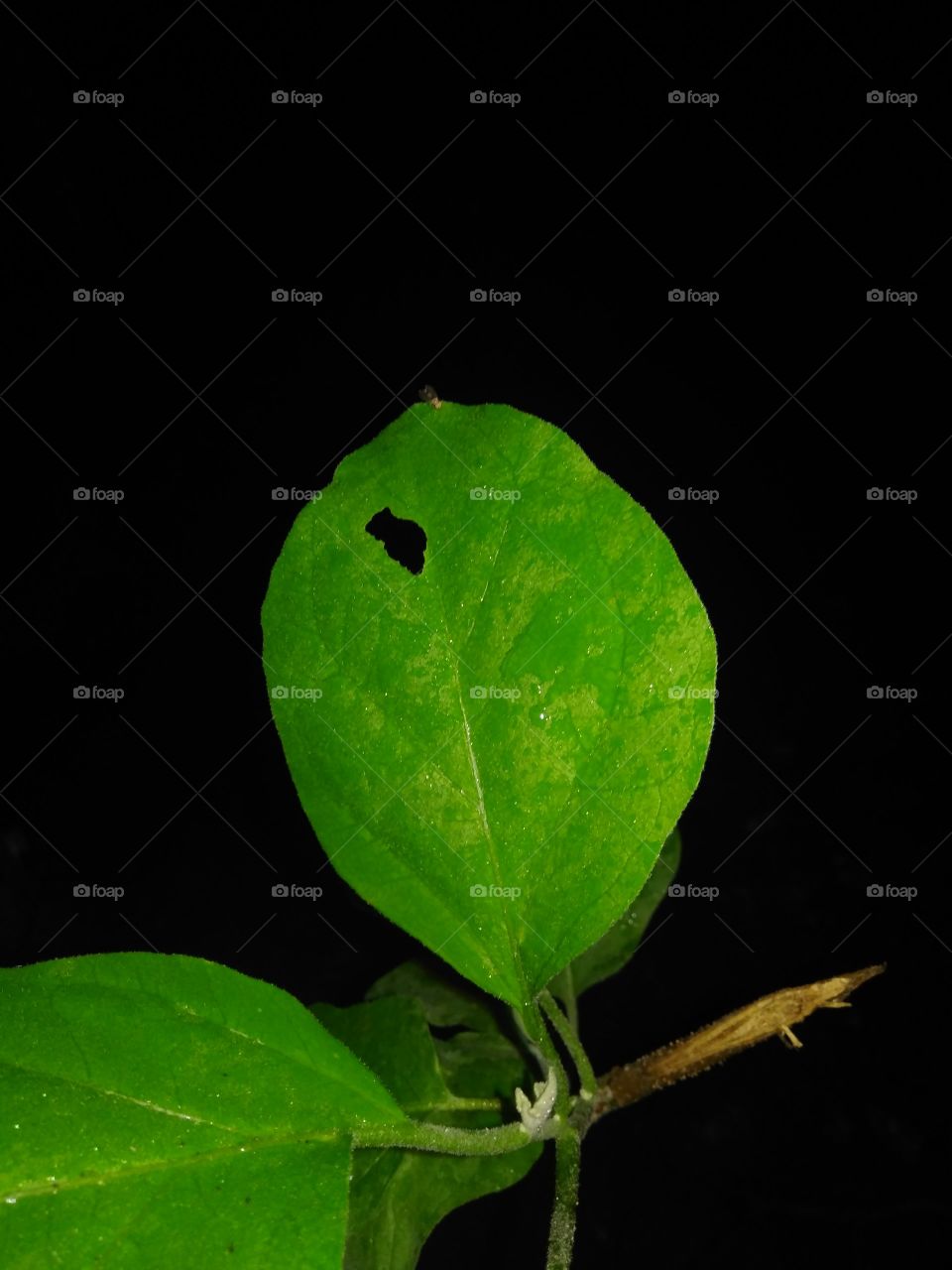 leaf of nature