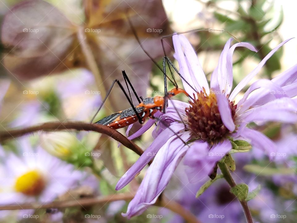 Orange insect eating nectar from a purple aster flower