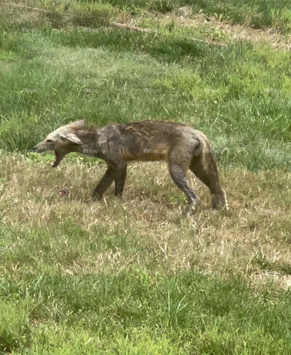 mange e coyote 