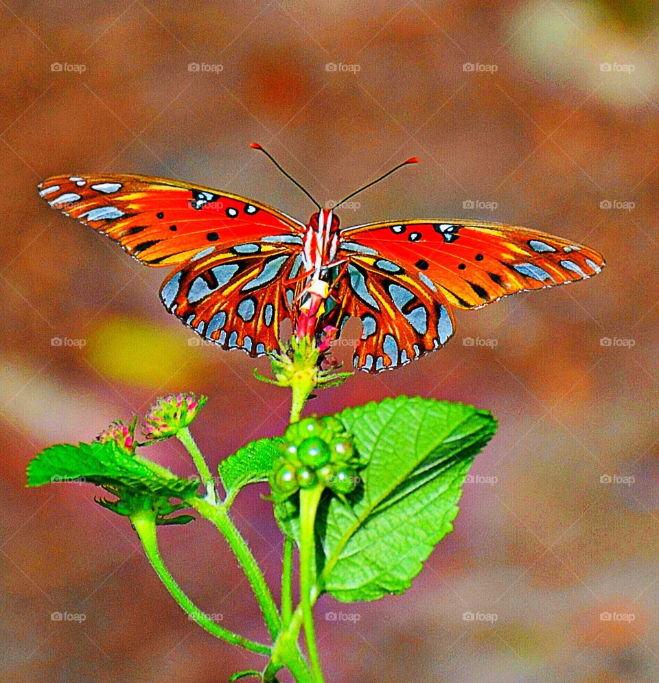 Close up of underside of butterfly 