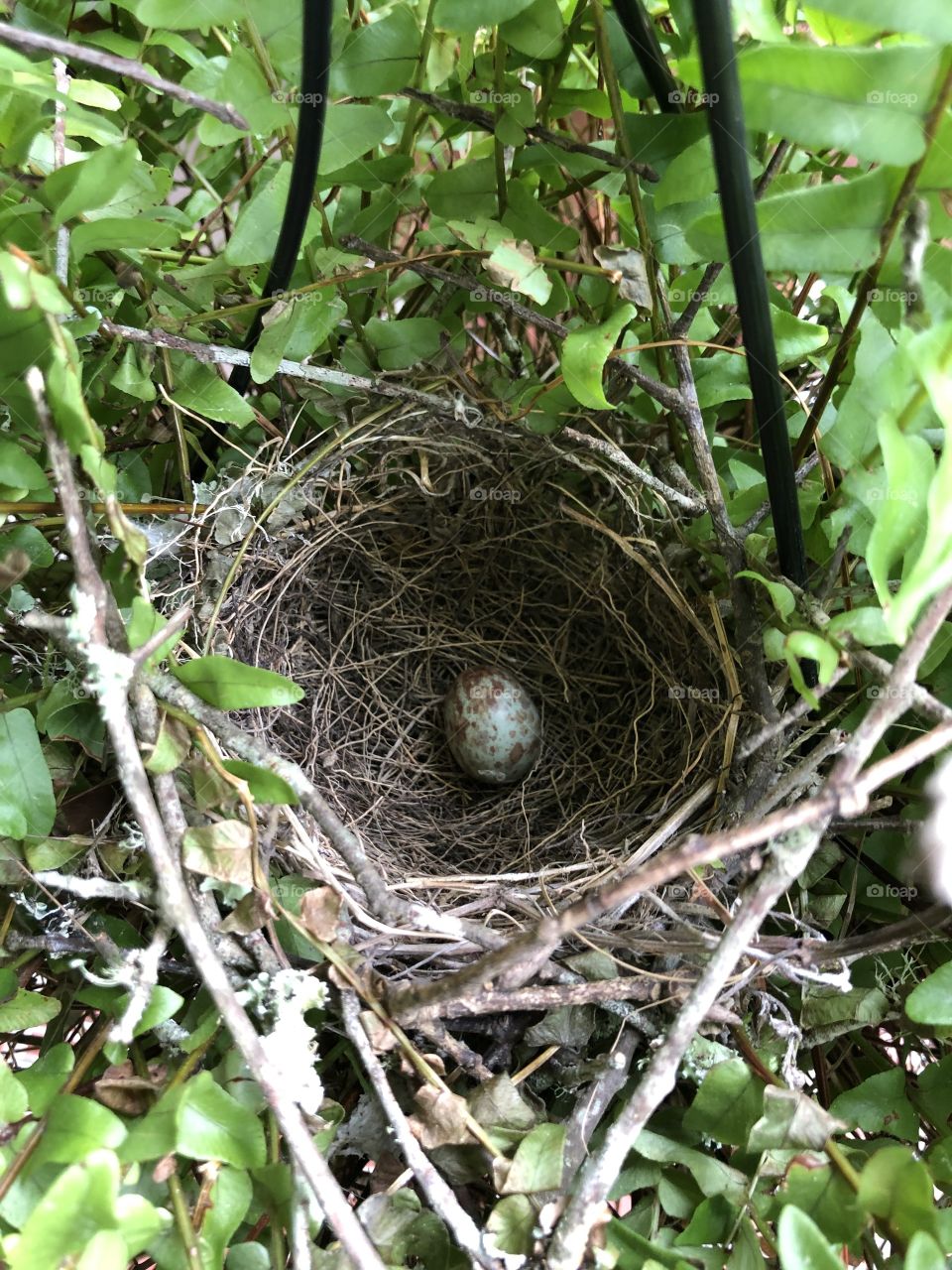 Mockingbird’s nest 
