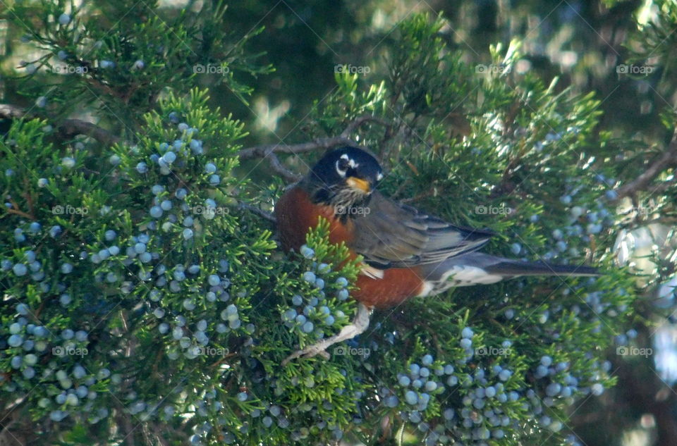 Red breasted robin in a tree