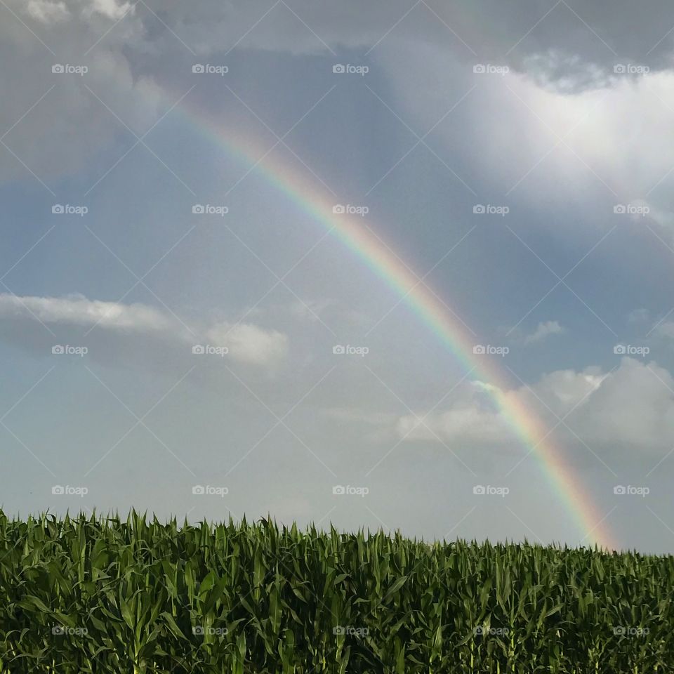 Rainbow fields 