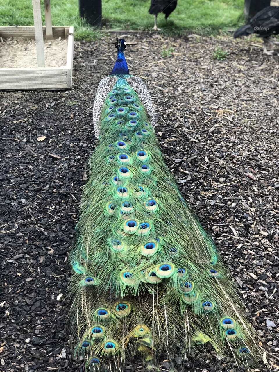 so much color