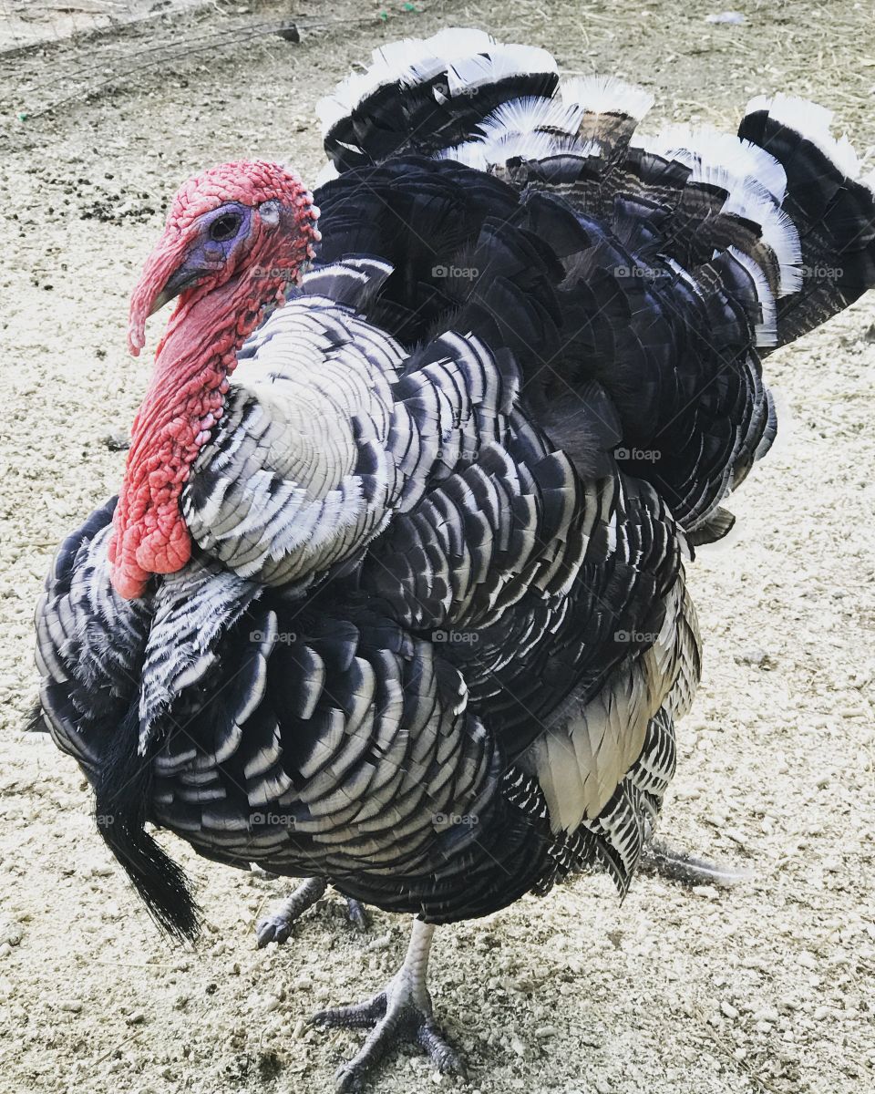 Turkey!