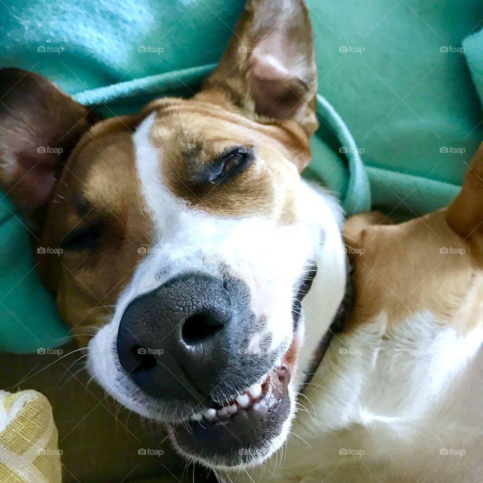 Dog Smiling