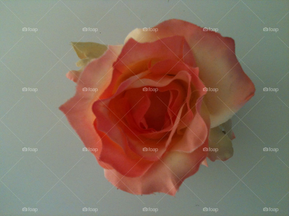 flowers pink flower rose by trasmussen