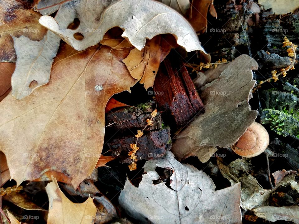 textures on the forest