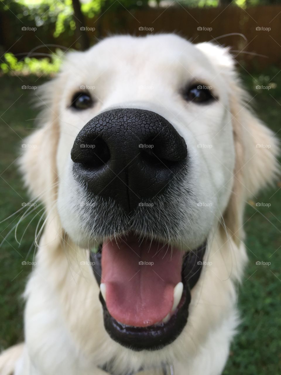 Close-up of white dog