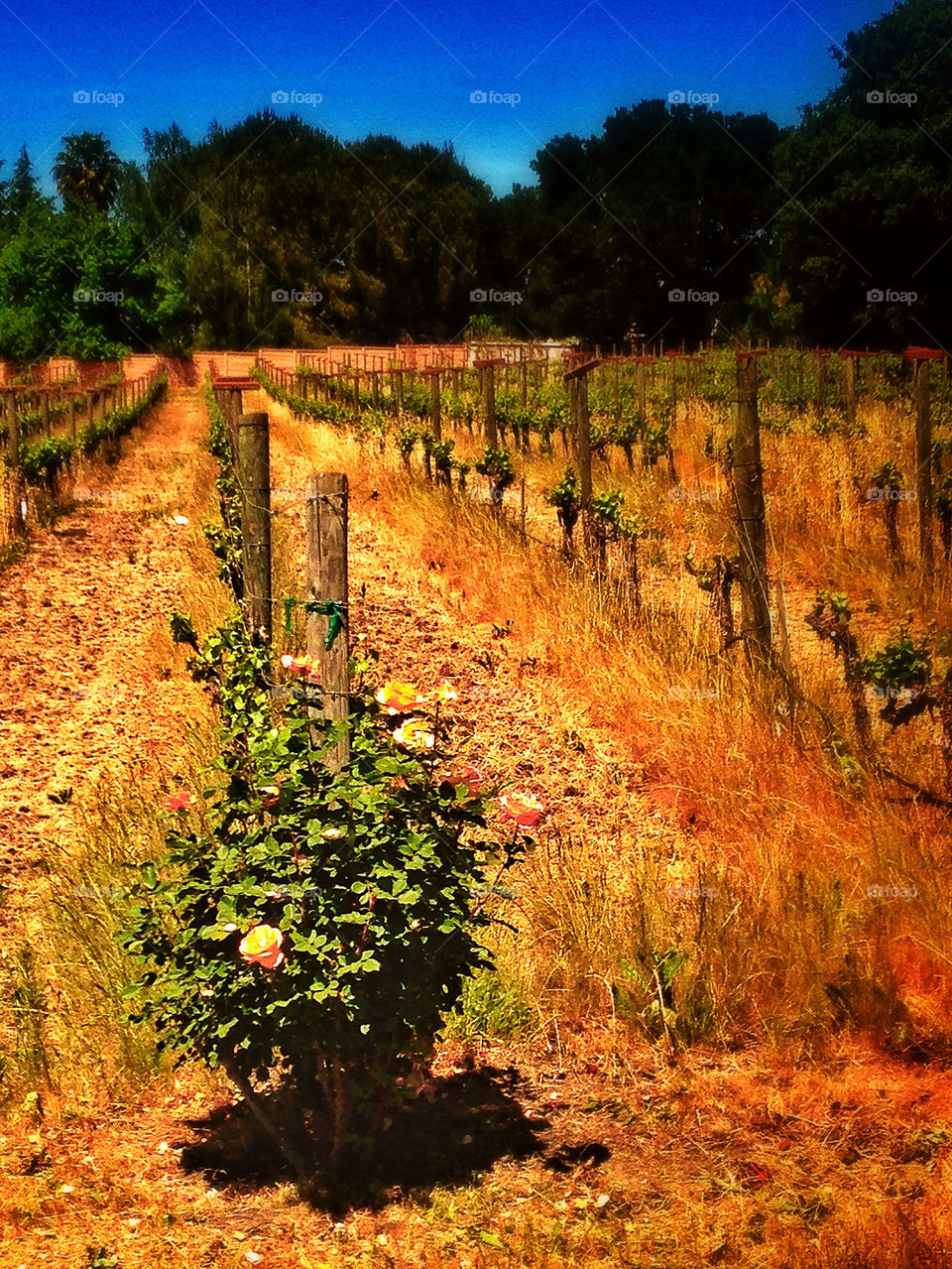 Rose bush at the end of a row of vines at a California vineyard