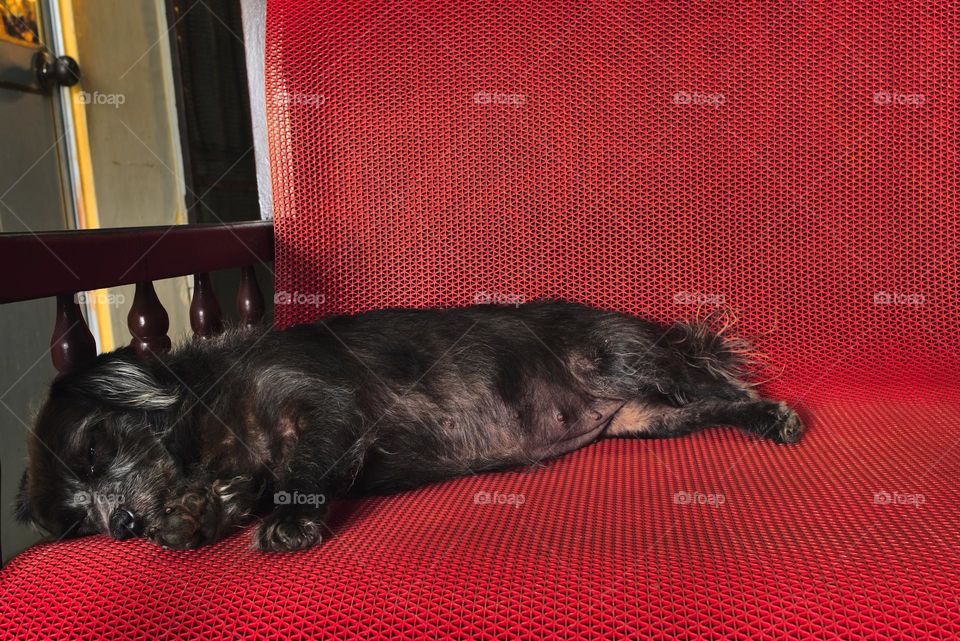 Black female dog rests on an armchair in the waiting room.