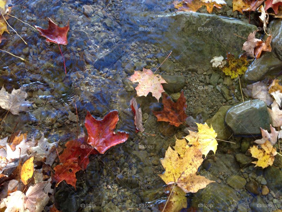 Autumn leaves in the water