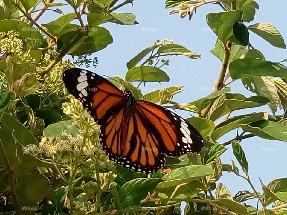 butterfly 2018-01-16 016 
#আমার_চোখে #আমার_গ্রাম #nature #butterfly #animalia #arthropoda #insecta #lepidoptera