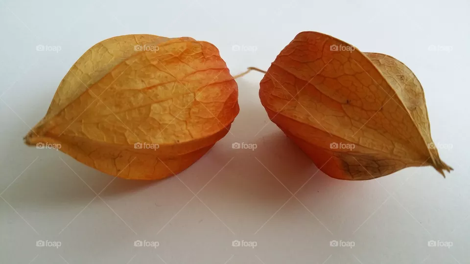 Seeds