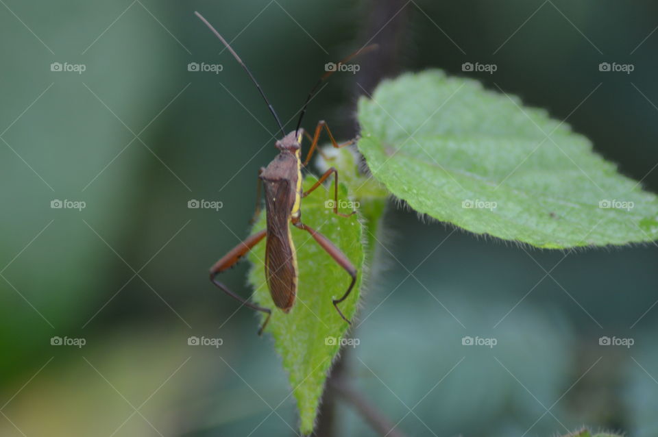 insact Animal forest