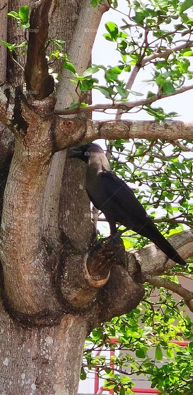 Crow on tree