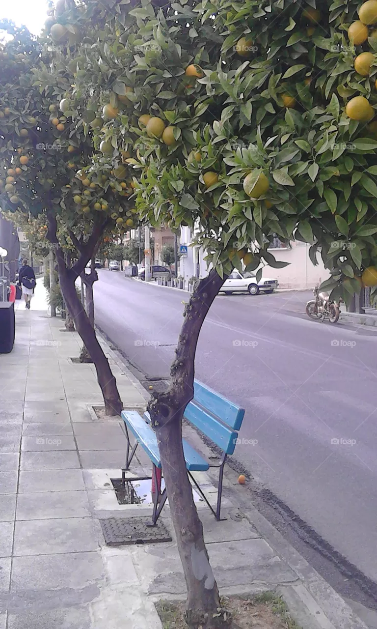 tree
